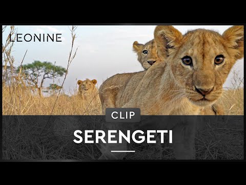Serengeti - Hardy Krüger über die Faszination Afrika