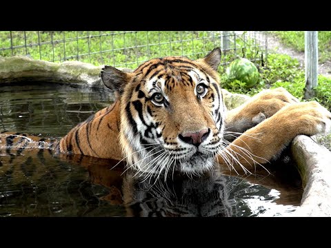 TIGERS of Big Cat Rescue