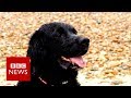 Hero Dog Rescues Drowning Family BBC News