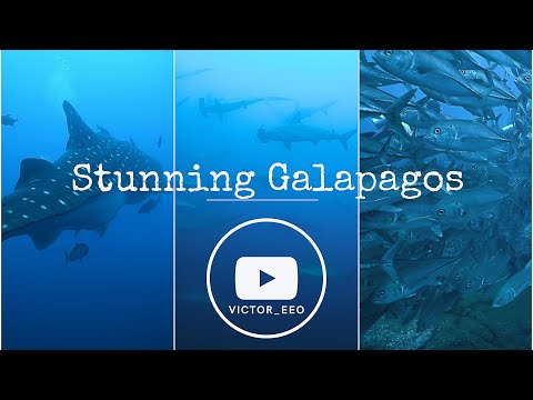 Surrounded by sharks: a journey diving into the heart of the Galápagos
