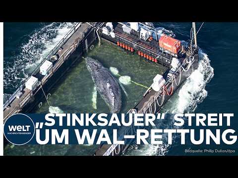Video Thumbnail: WAL–DRAMA: Skandal um Buckelwal Timmy – Ärzte fordern Aufklärung!