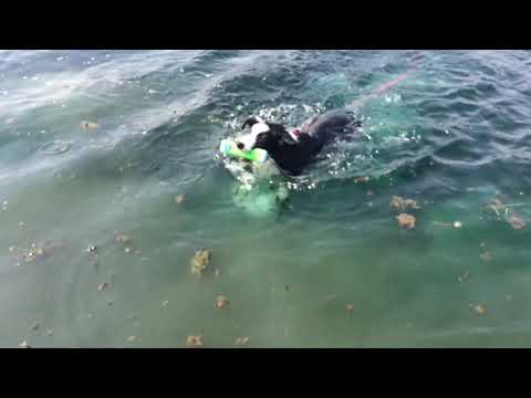 6-17-18 Sisu’s first time swimming