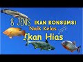 Ikan Hias Yang Bisa Dikonsumsi