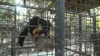 preview picture of video 'Black Giant Squirrel, Suan Nok Bird Park, Bang Sai, Thailand'