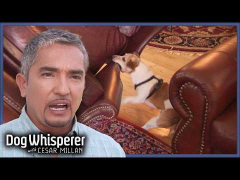 Territorial Jack Russell Obsesses Over Armchair | S4 Ep 4 | Dog Whisperer With Cesar Millan