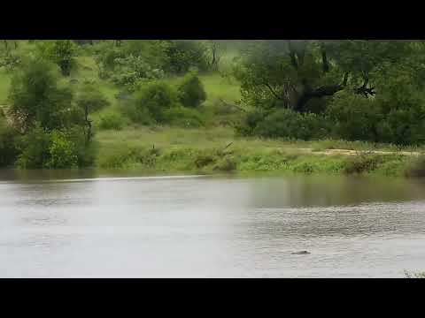Djuma: Crocodile and Hippo in the dam and Waterbuck runs by on the dam wall - 06:50 - 02/26/2023