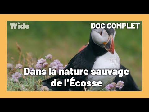 , title : 'ÉCOSSE : une nature primitive préservée | WIDE | DOC COMPLET'