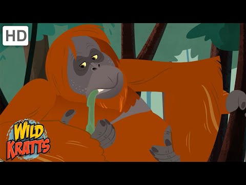 Amazing Adaptations Part 4 | How Animals Survive in the Wild | Wild Kratts