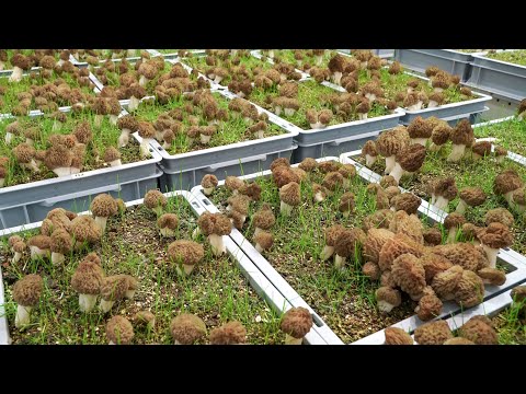 Harvest Video: Controlled Indoor Cultivation of Morel Mushrooms All-year-round