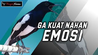 Download lagu Pancingan Ini Bikin Kacer Manapun Gak Tahan Menahan Emosi Langsung Konslet Buka Ekor - BONJOL KICAU mp3