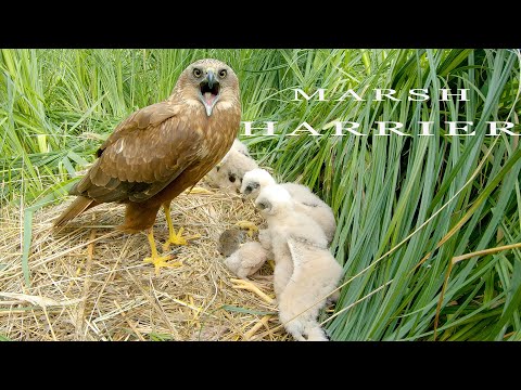 AGUILUCHO LAGUNERO | MARSH HARRIER | Circus aeruginosus