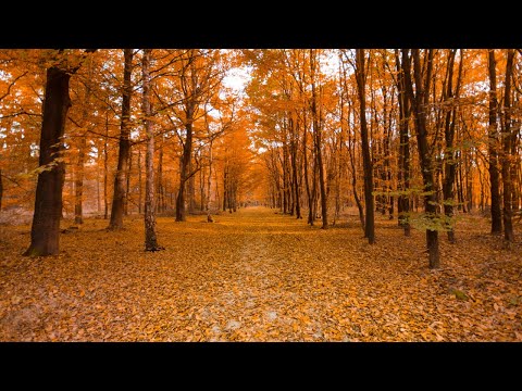 1 ora di Pura Serenità - Autunno magico nel bosco - Suoni autunnali rilassanti