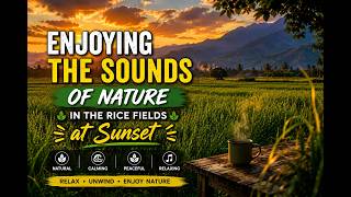 Download lagu Menikmati Suara Alam di Sawah Saat Matahari Terbenam. mp3