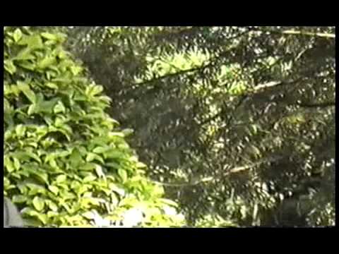 Gino Arzamendia - ne pora mitakuña (Kiko Arevalos)