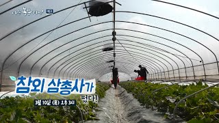 [예고_187회] 비닐하우스 밭에 금괴가 있다...?