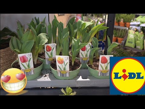 ARRIVAGE LIDL 20 FÉVRIER 2026