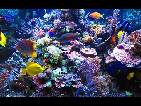 (Doku in HD) Steffens entdeckt - Palau - Korallenparadiese der Südsee