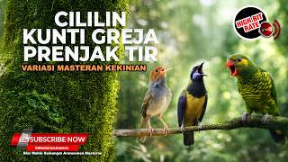 Download lagu 🔴 Live Masteran Cucak Cungkok Gacor Grejaan Kunti vs Prenjak Tir Panjang vs Lovebird Cililin Tajam mp3