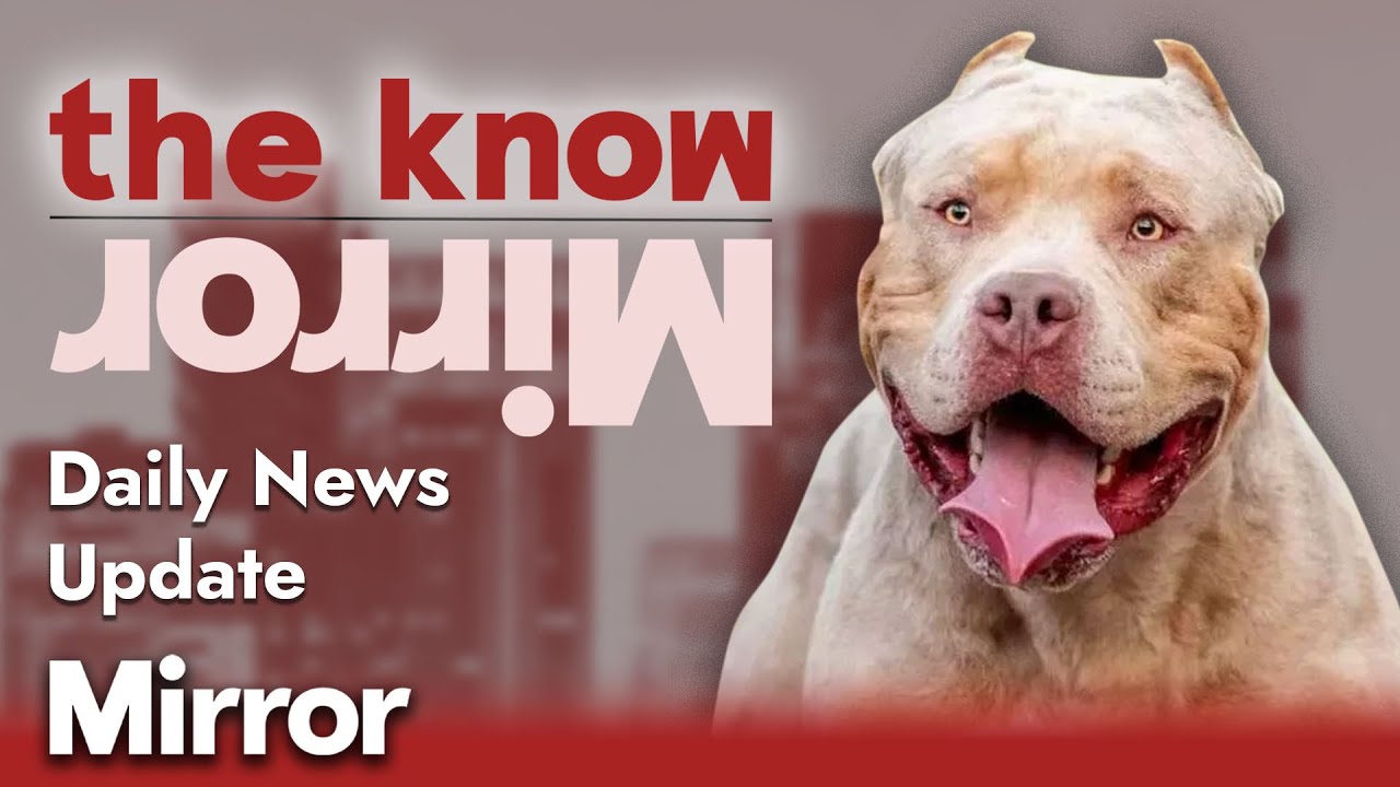 XL Bully dogs to be banned after man mauled to demise The Know UK