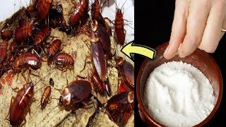 How to get rid of cockroaches fast in kitchen cabinets – with Natural home remedies