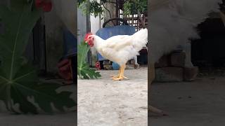Download lagu #roaster #bird #farm #top #shorts #viralvideo mp3