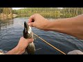 Video Thumbnail for Fishing a stocked lake full of pike