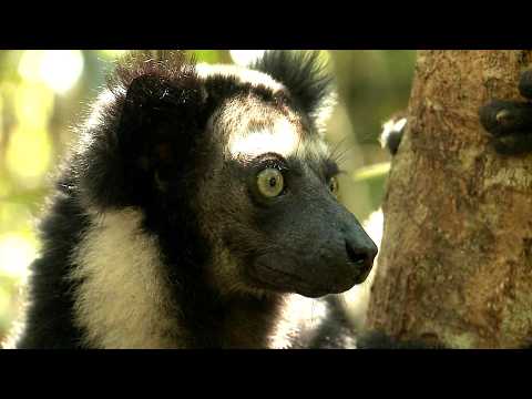 imineo Documentaires and Ici et ailleurs, voyages