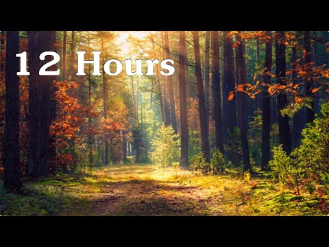 12 Hours of Beethoven's Silence