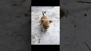 animales reacciones graciosas de perros