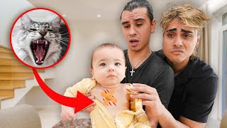 HELP! The Cat ATTACKED Our Baby..