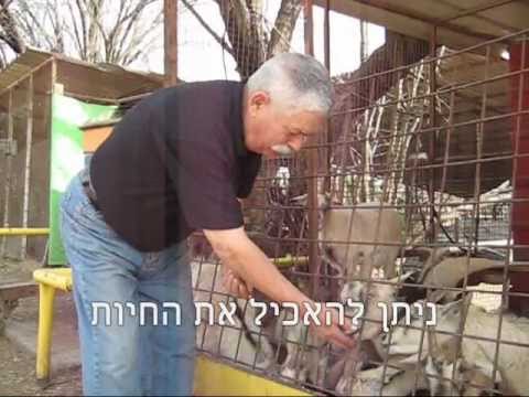 תמונות דבורת התבור