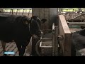 Zo voorkomen boeren oververhitting bij koeien- RTL NIEUWS
