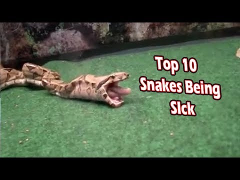 top 10 snakes being sick (snakes/animals puking)