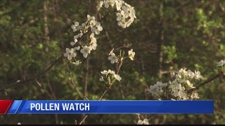 Watch for pollen: Allergy season starts in Virginia