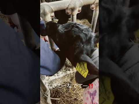 牛の品種 - 特徴と例と珍しさ -