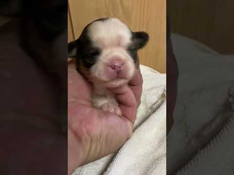 なぜ鶏にタイムを与えるのでしょうか？ブリーダーはそれをどのように利用して、その 3 つの驚くべき利点を享受しているのでしょうか?  庭園