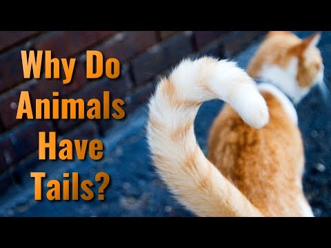 Why Do Animals Have Tails?