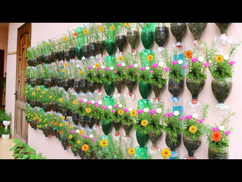 How to grow cucumbers to produce a lot of fruit in soil Bags at home