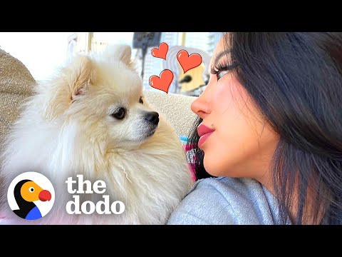 This Dog Is Proof That Love Can Make Miracles Happen | The Dodo