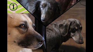 DOGS