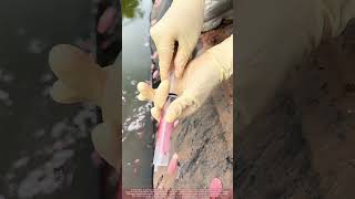 Crushing Apple Snail Eggs to Protect Ecosystems