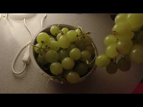 MongoTV_13035 - Del 1 - SKYLLER OG SPISER 1.5 KILO GRØNNE VINDRUER EN SOMMERDAG 21.SEPTEMBER 2023