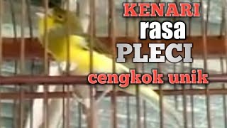 Download lagu KENARI GACOR ISIAN PLECI CENGKOK MEWAH mp3