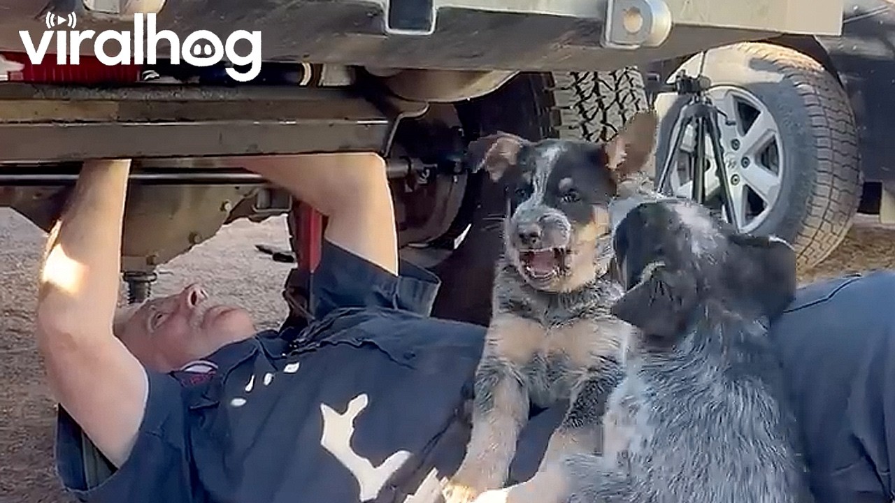Playful Puppies Interrupting Work || ViralHog