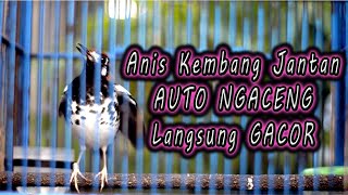 Download lagu ANIS KEMBANG BETINA NGECIS NRITIK, PANCINGAN ANIS KEMBANG BIAR BUNYI mp3