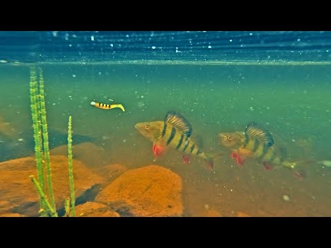 ILTAPÄIVÄ METSÄJÄRVELLÄ - TÄSSÄKIN JÄRVESSÄ ON NÄLKÄSIÄ HAUKIA