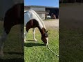 Très belle jument  2 ans SF 