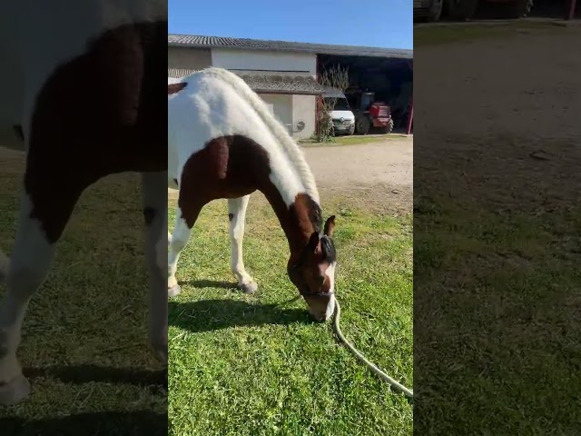 Très belle jument  2 ans SF 