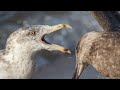 Feeding Gull