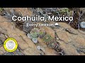 We Found A Habitat With Up To 10 Different Genera Of Cacti Lophophora Echinocactus Mammillaria